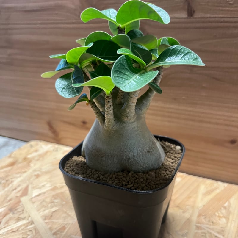 アデニウム アラビカム スーパードワーフ | GREEN LUCK