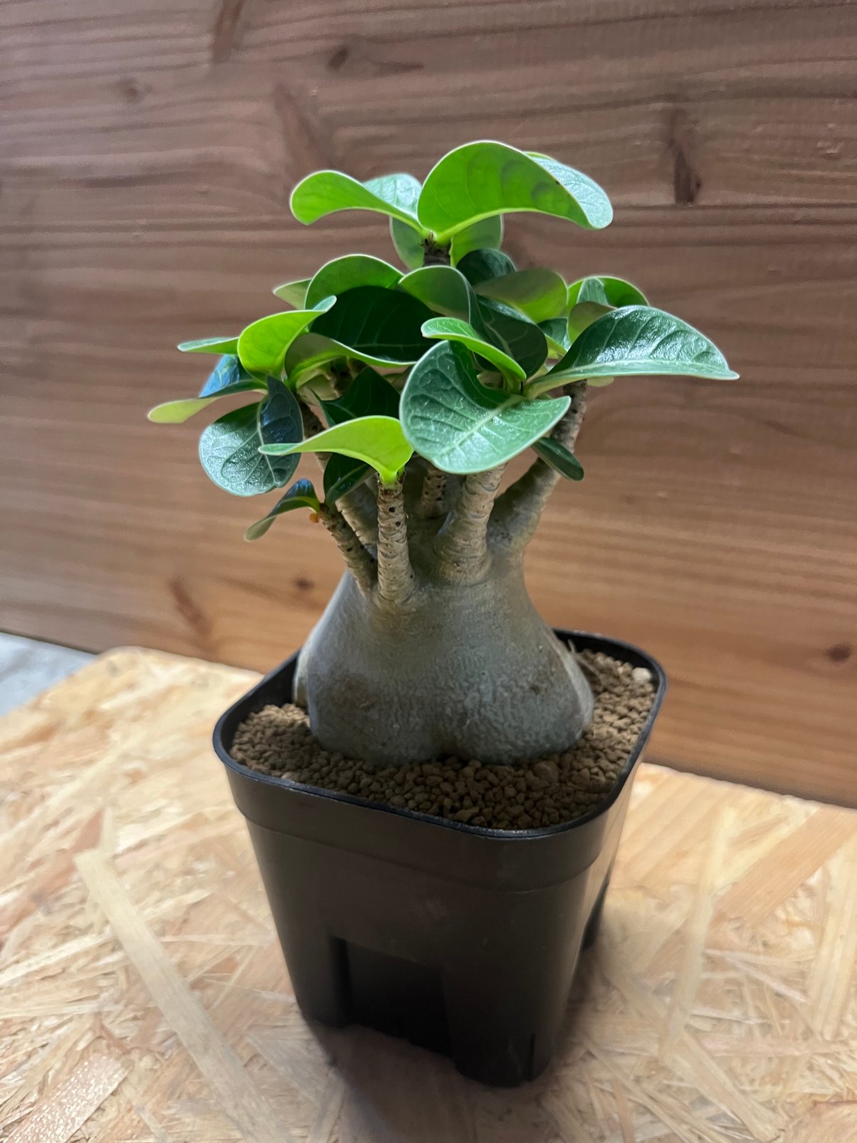 アデニウム・アラビカム・スーパードワーフ アデニウム アラビカム スーパードワーフ | GREEN LUCK