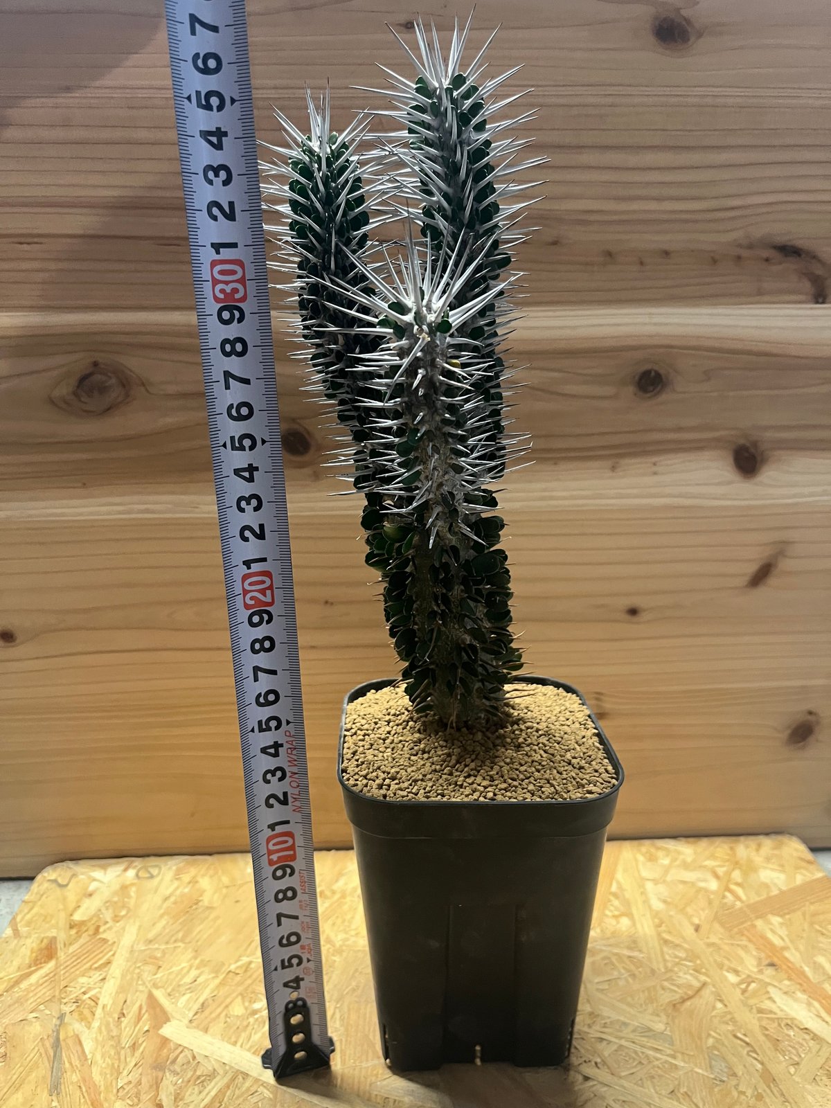 アローディア モンタグナッキー fit=scale-down,w=1200