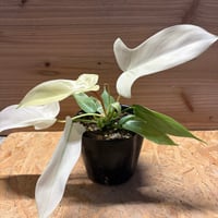 モンステラ デリシオーサ 'ポンポン' | GREEN LUCK