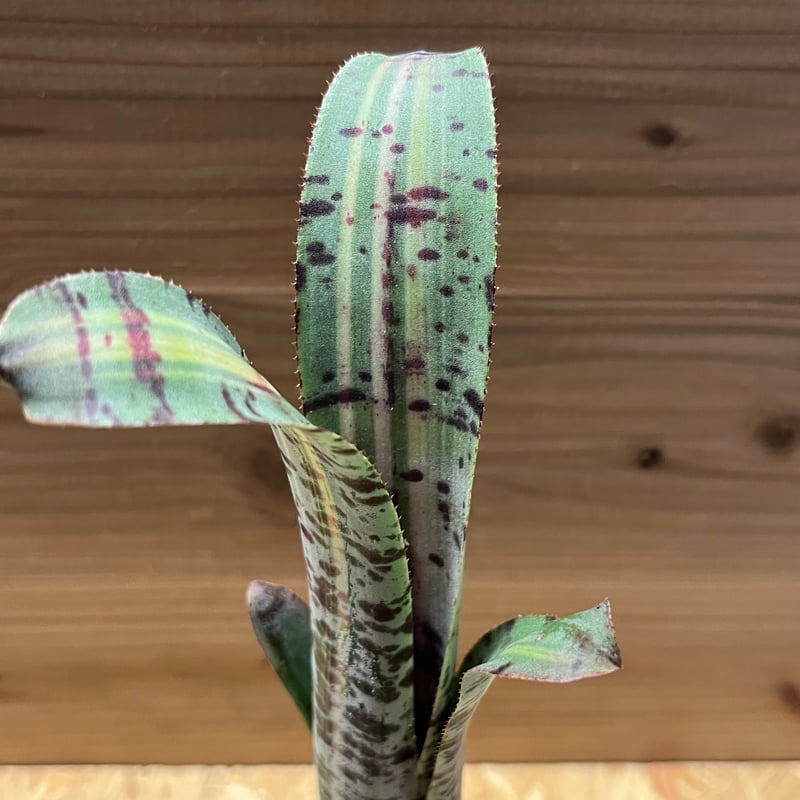 ケスネリア　ティムプローマン　ラファエル　オリベイラ　鉢ごと ケスネリア ラファエルオリベイラ | GREEN LUCK