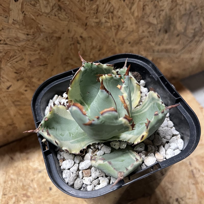 アガベ カブトガニ錦 連棘タイプ | GREEN LUCK