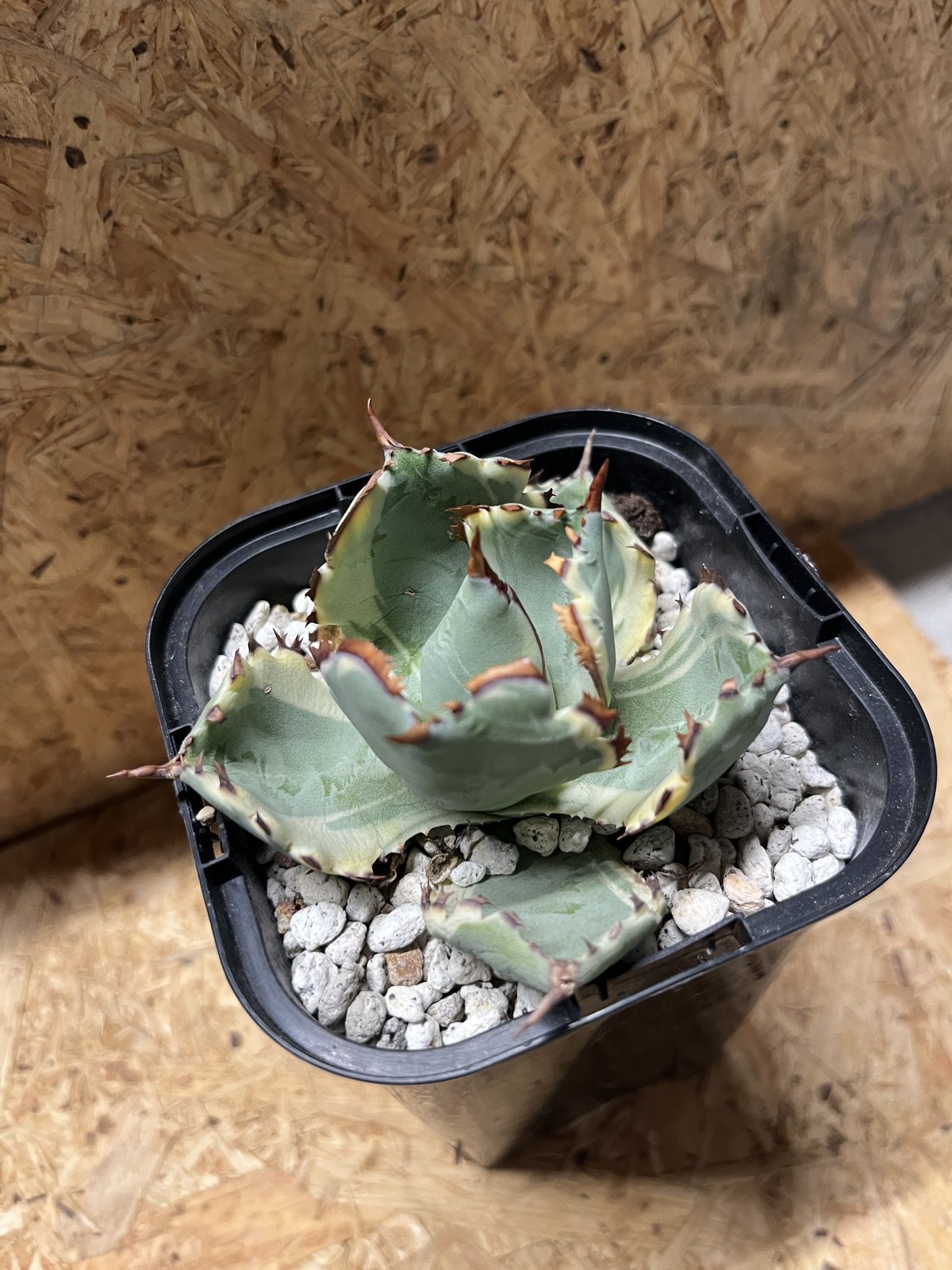 アガベ カブトガニ錦 連棘タイプ | GREEN LUCK