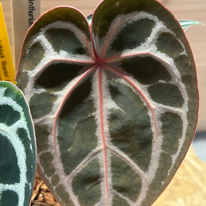 アンスリウム スカーレット | GREEN LUCK