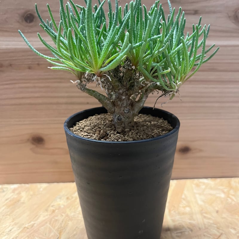 フィロボルス　テヌイフロルス　鉢ごと 園主セレクト】フィロボルス・テヌイフロルス【2.5号鉢植え