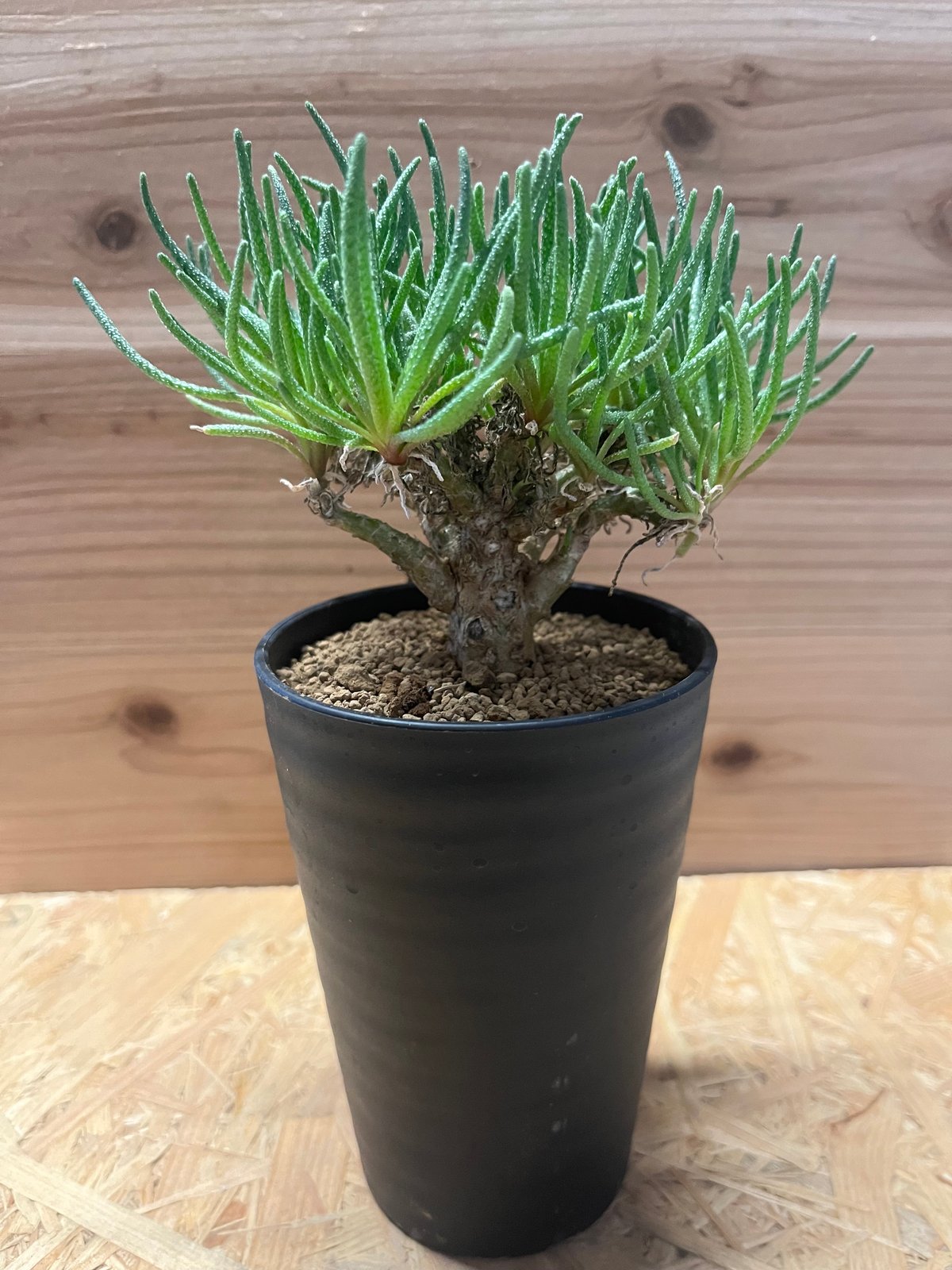 フィロボルス レスルゲンス 作家鉢付き フィロボルス レスルゲンス | GREEN LUCK