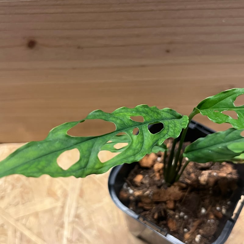 モンステラ オブリクア ペルー | GREEN LUCK