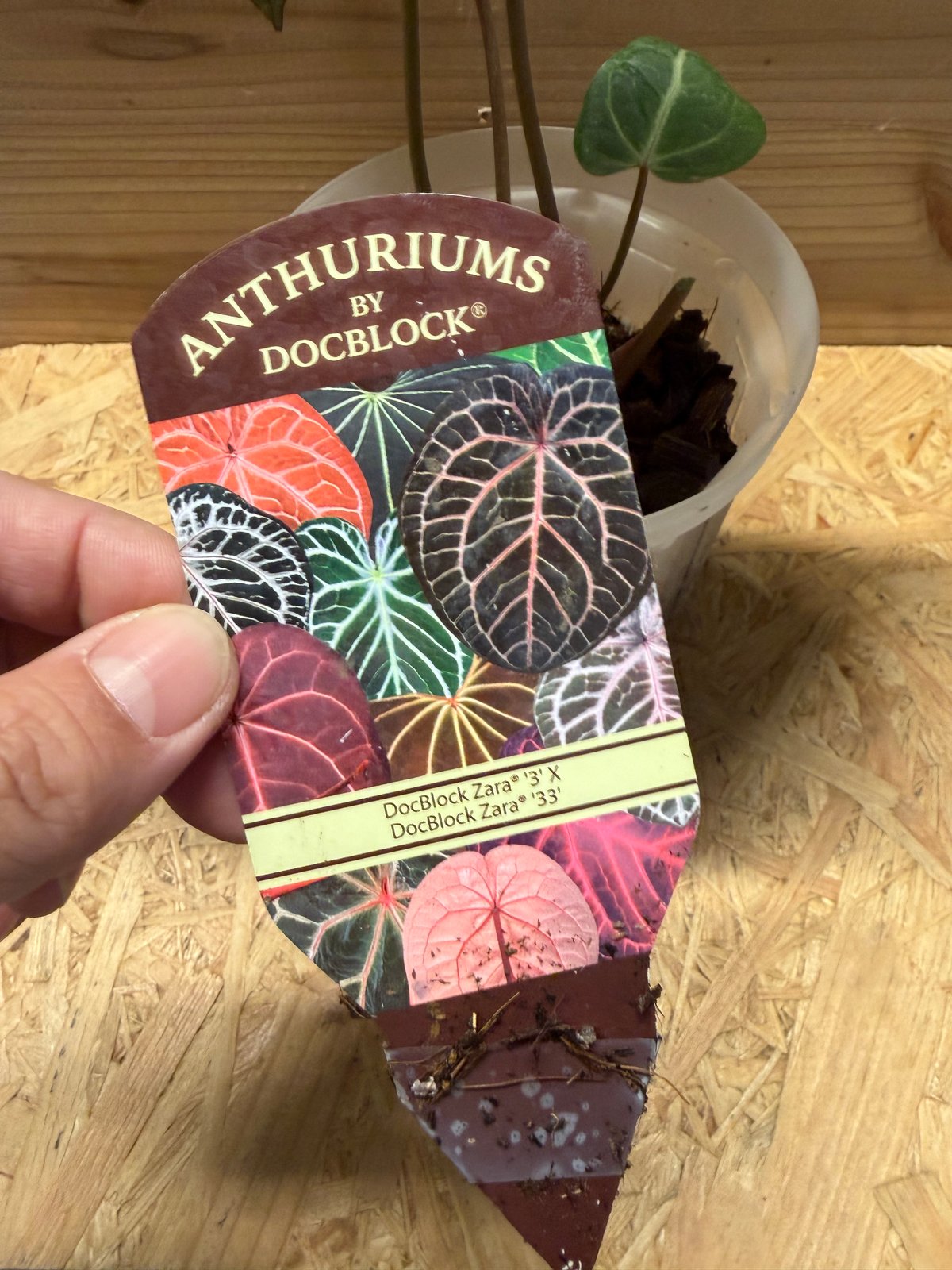 【Doc Block】Zara3 x Zara33 アンスリウム DocBlock Anthurium Zara® '3' X Zara® '33 – Casa Botanica