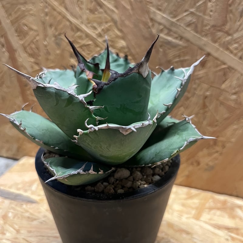 アガベ チタノタ 覇王竜 | GREEN LUCK