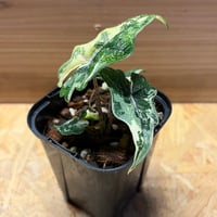 アロカシア　ジャクリン　斑入り