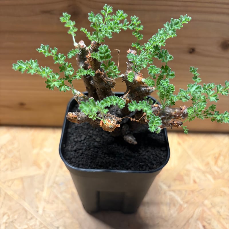 ペラルゴニウム アルテルナンス | GREEN LUCK