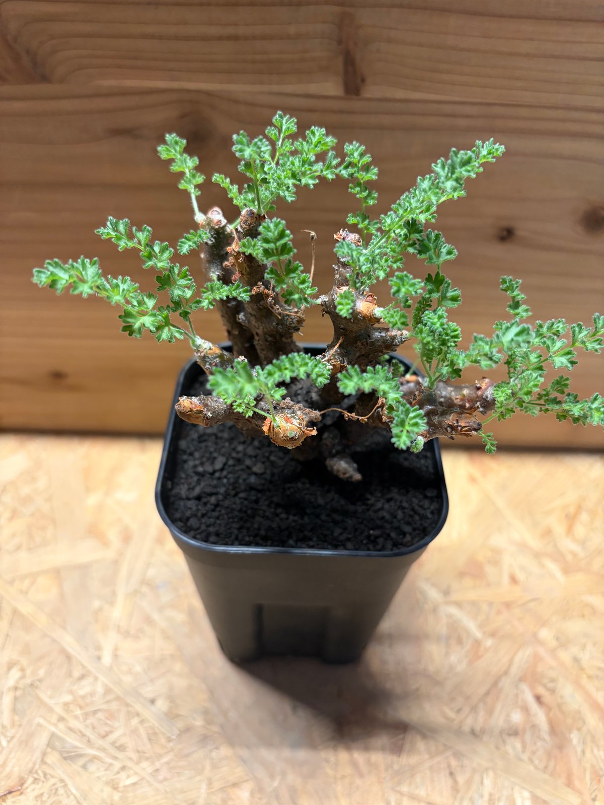 ペラルゴニウム アルテルナンス | GREEN LUCK