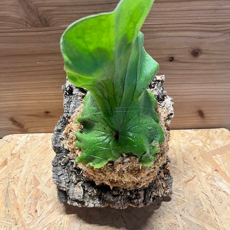 ビカクシダエレファントティス | STORES