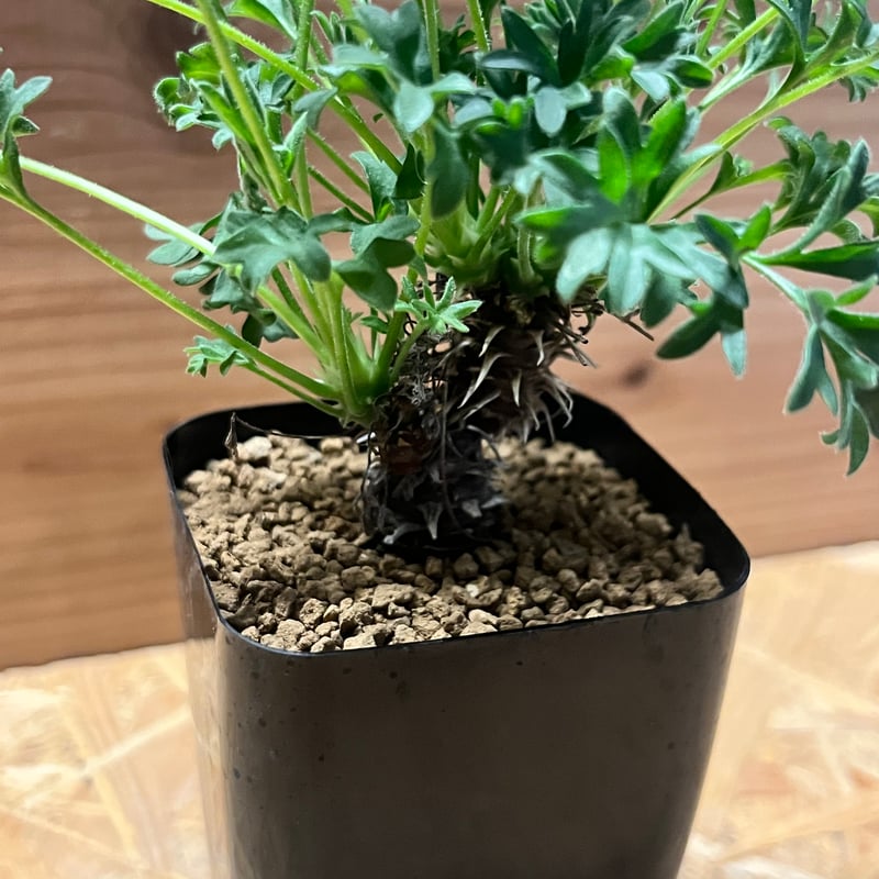 ペラルゴニウム ヒストリクス | GREEN LUCK