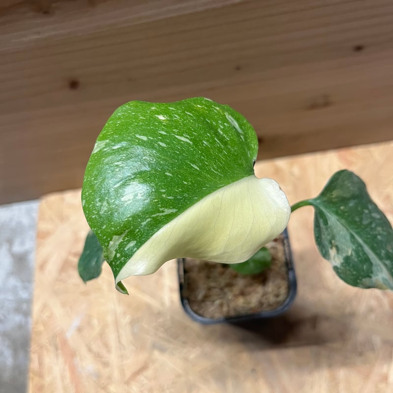 斑入りモンステラ　クリームブリュレ　Creme Brulee 3.5号 斑入りモンステラ デリシオーサ クリームブリュレ | GREEN LUCK