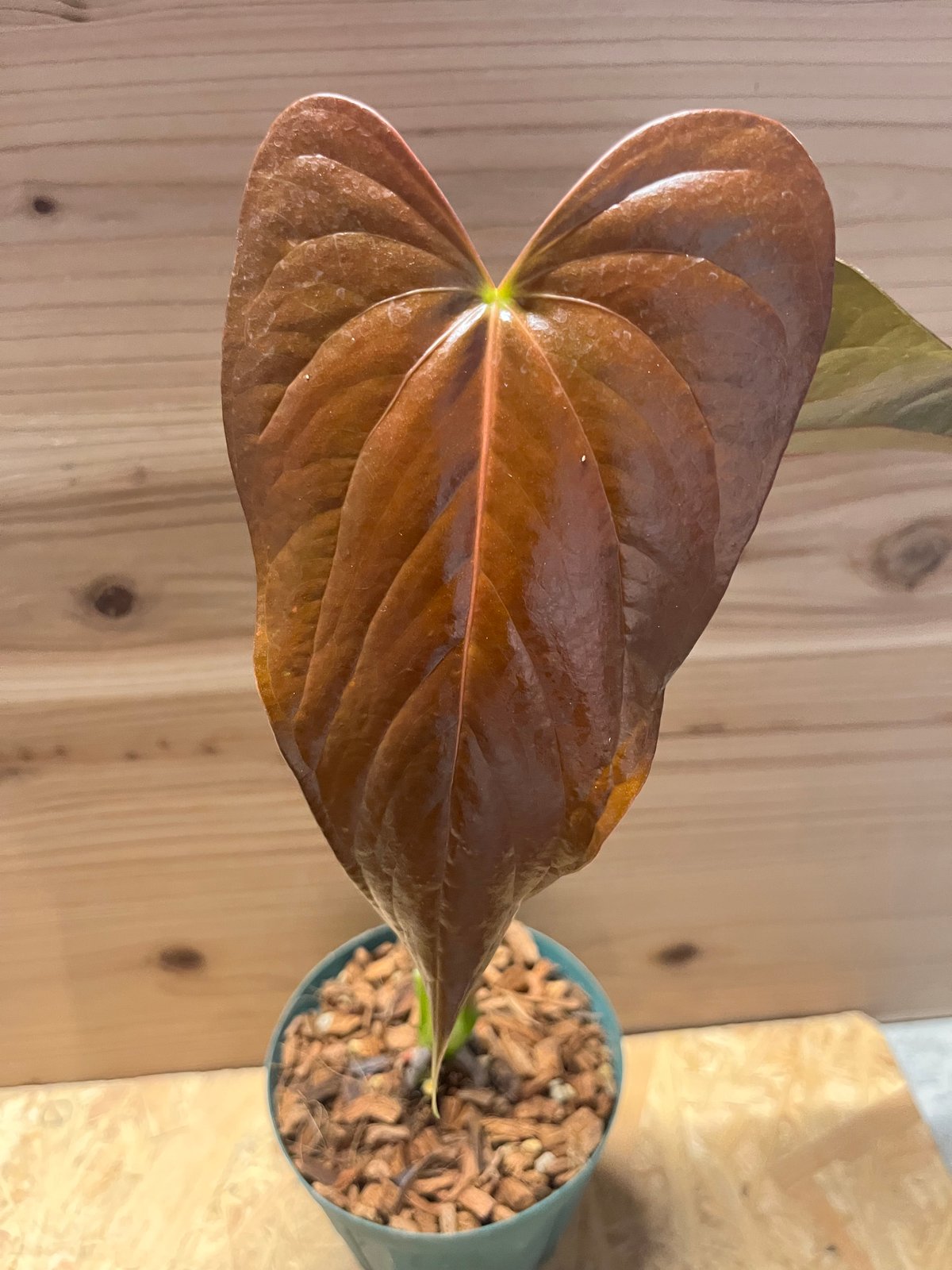 アンスリウム チャンベラニアナム 'ロムズレッド' | GREEN LUCK