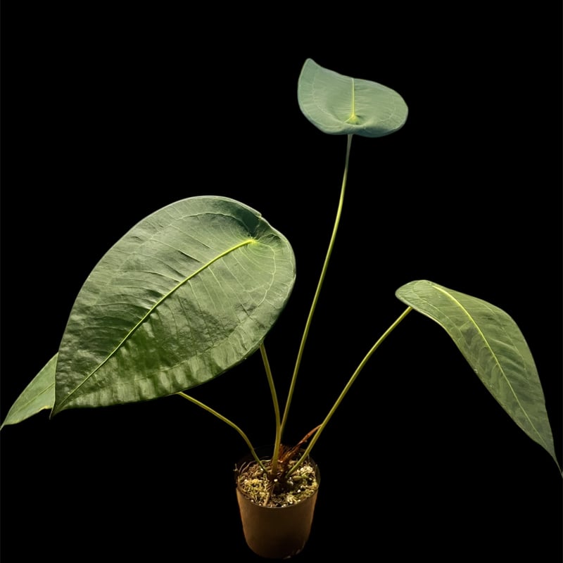 アンスリウム ペルティゲラム | GREEN LUCK