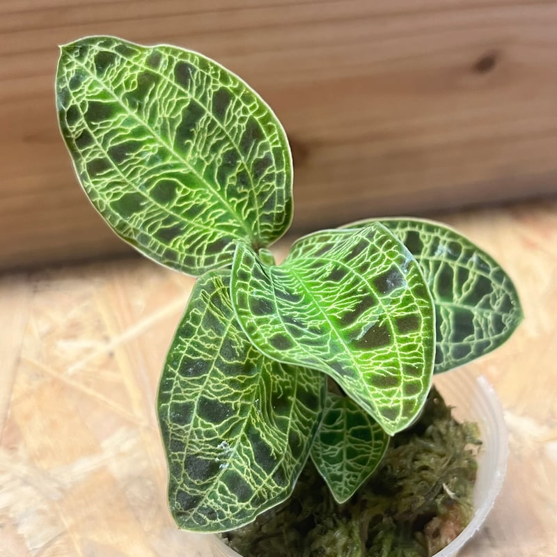 ジュエルオーキッド マコデスぺトラ | GREEN LUCK