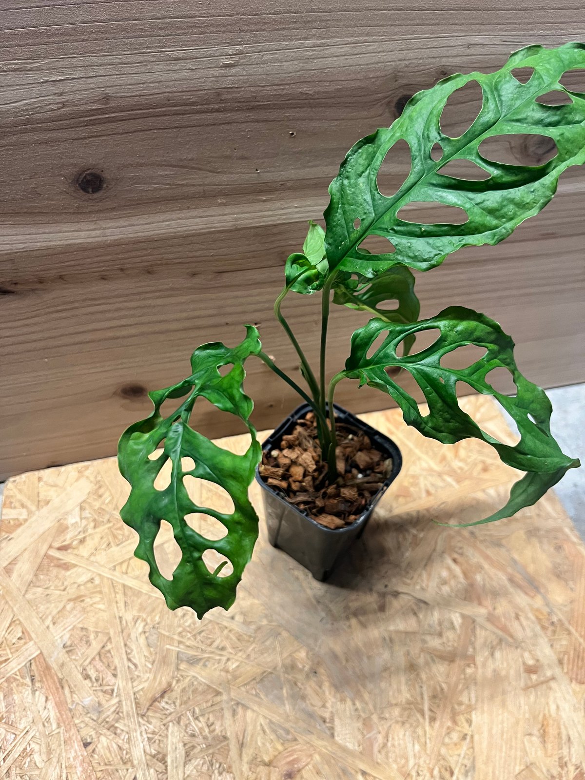 モンステラ オブリクア ペルー | GREEN LUCK