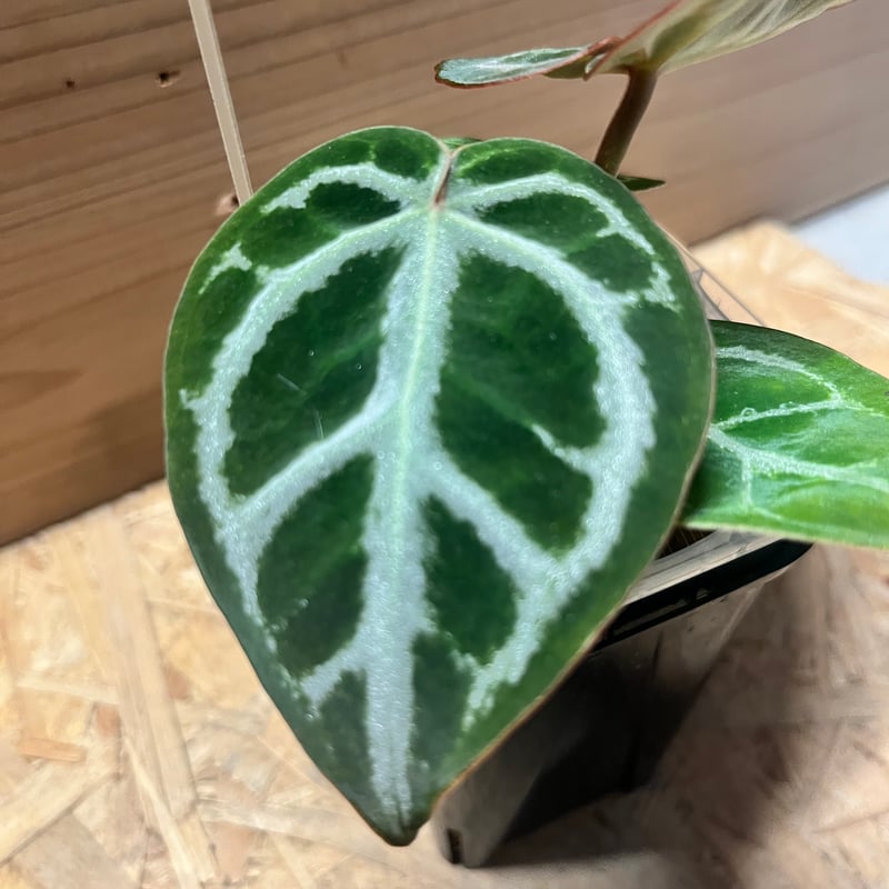 アンスリウム ドラヤキシルバー×エンジェルズドリーム×レッド