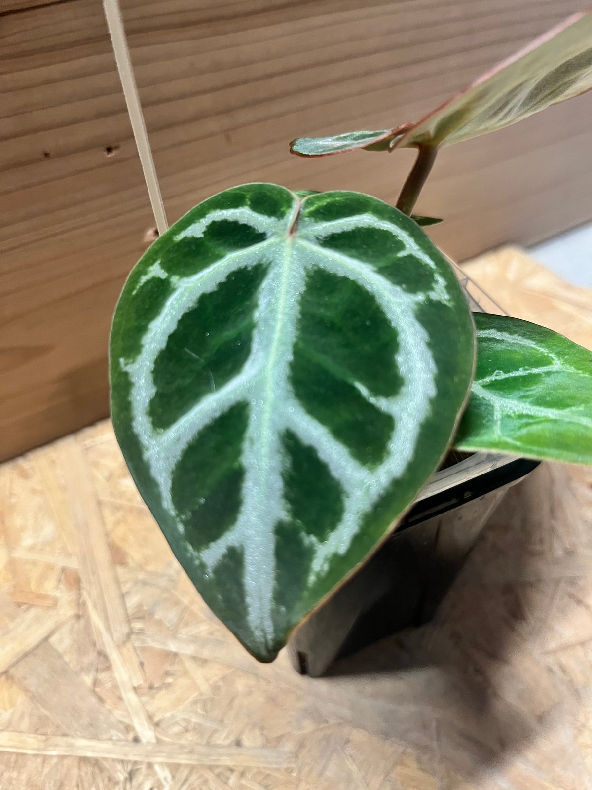 アンスリウム ドラヤキシルバー×エンジェルズドリーム×レッド