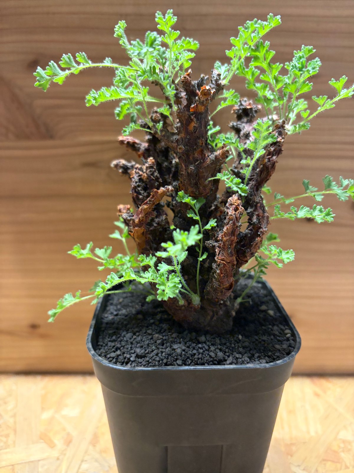 ペラルゴニウム アルテルナンス | GREEN LUCK