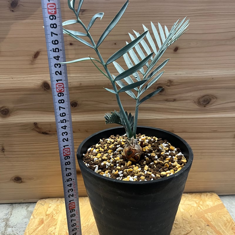 エンセファラルトス レーマニー | GREEN LUCK