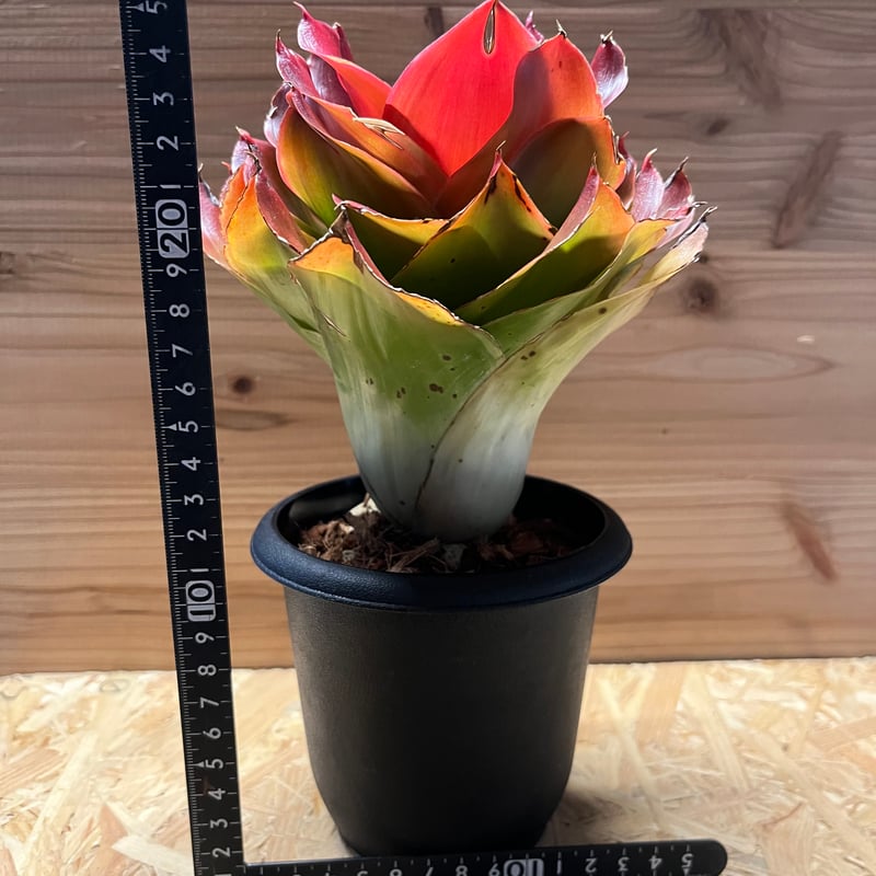 ネオレゲリア メデューサスパインレス | GREEN LUCK