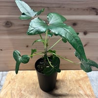 Philodendron sharoniae　フィロデンドロン　シャロニアエ fit=scale-down,w=1200