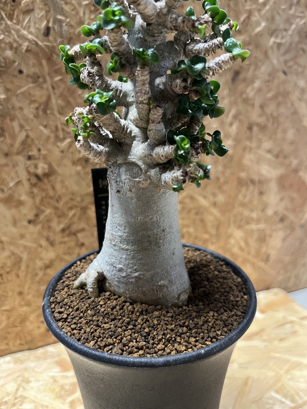 アデニウム アラビカム 獅子葉 D.H.A | GREEN LUCK