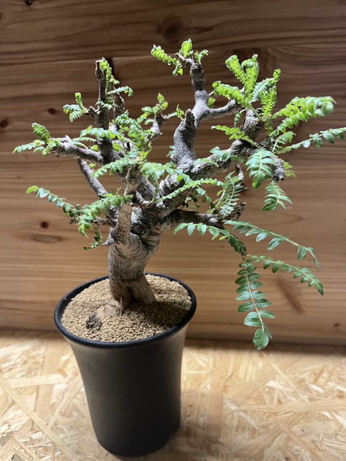 ボスウェリア ネグレクタ (Boswellia neglecta) 乳香の木 Boswellia neglecta 乳香木. #boswellianeglecta #乳香木#plant