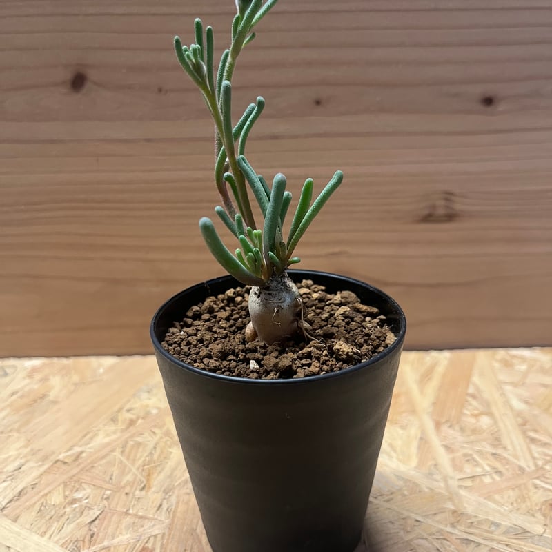 フィロボルス テヌイフロルス | GREEN LUCK