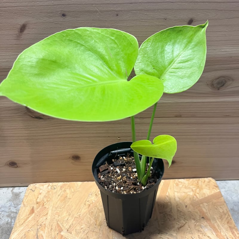 モンステラ デリシオーサ ゴールドリーフ | GREEN LUCK
