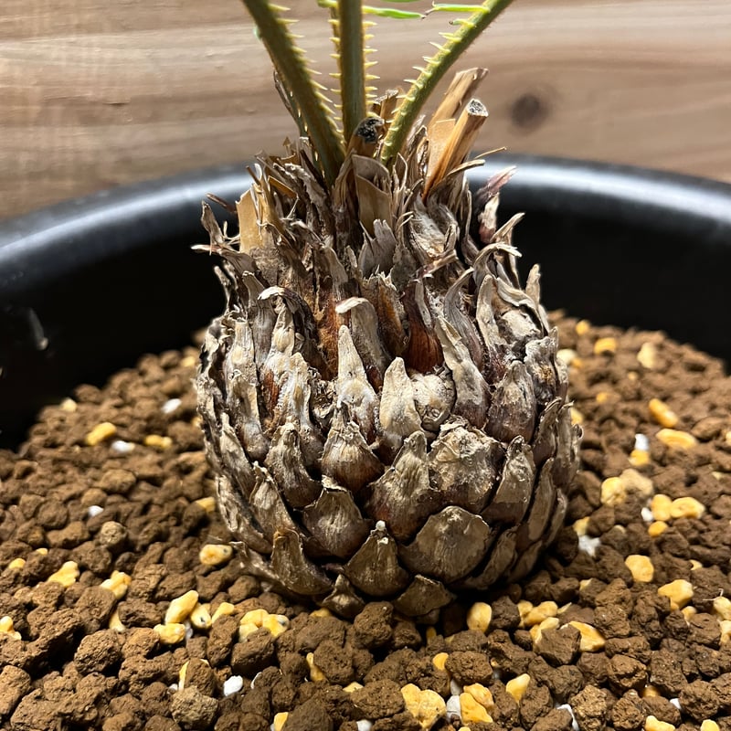 サイカス　カイルンシアナ サイカス・カイルンシアナ | trigger