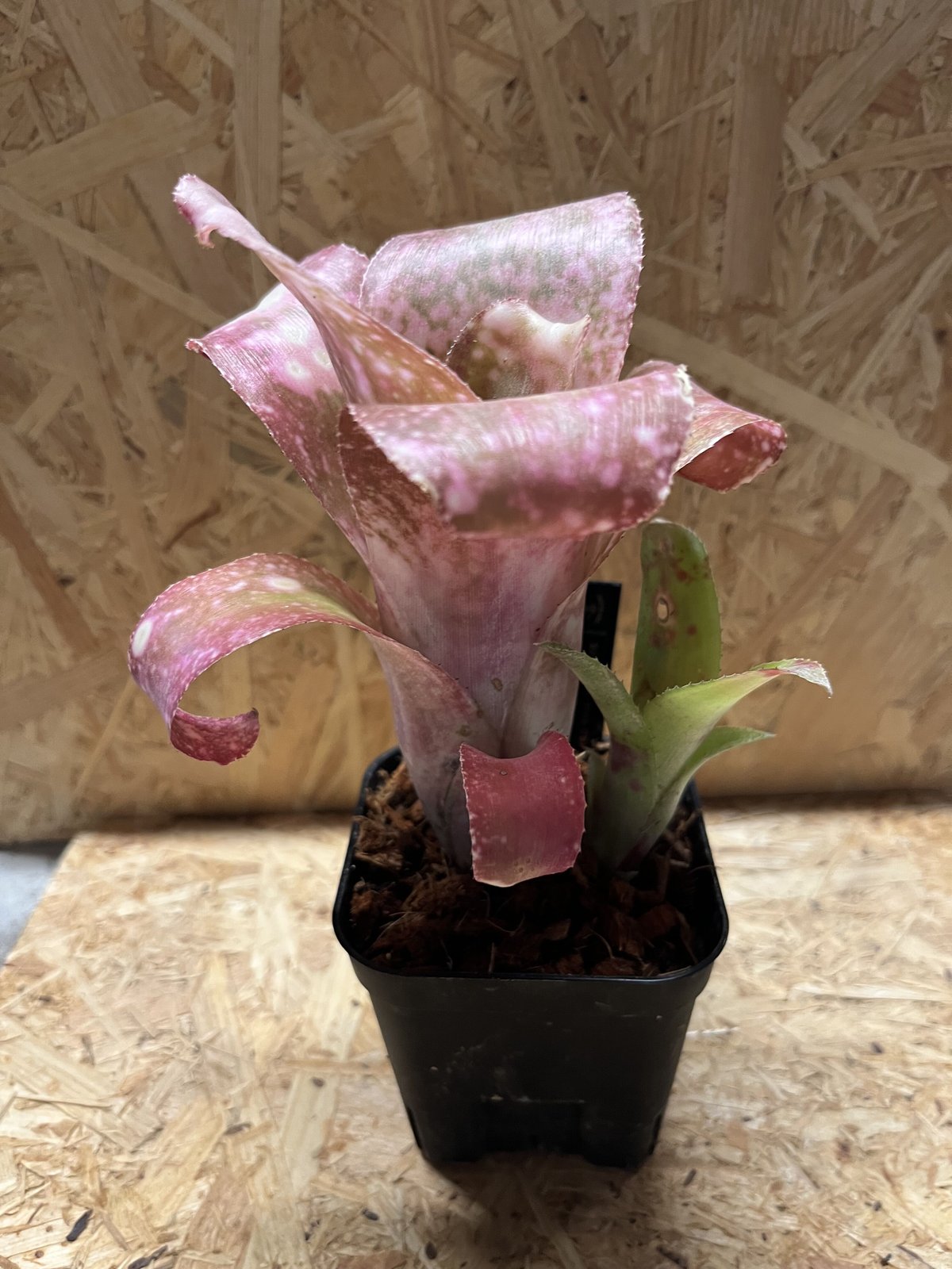 ビルベルギア　ピンクボム　コルク付け ビルベルギア ピンクボム コルク付け ビルベルギア ピンクボム