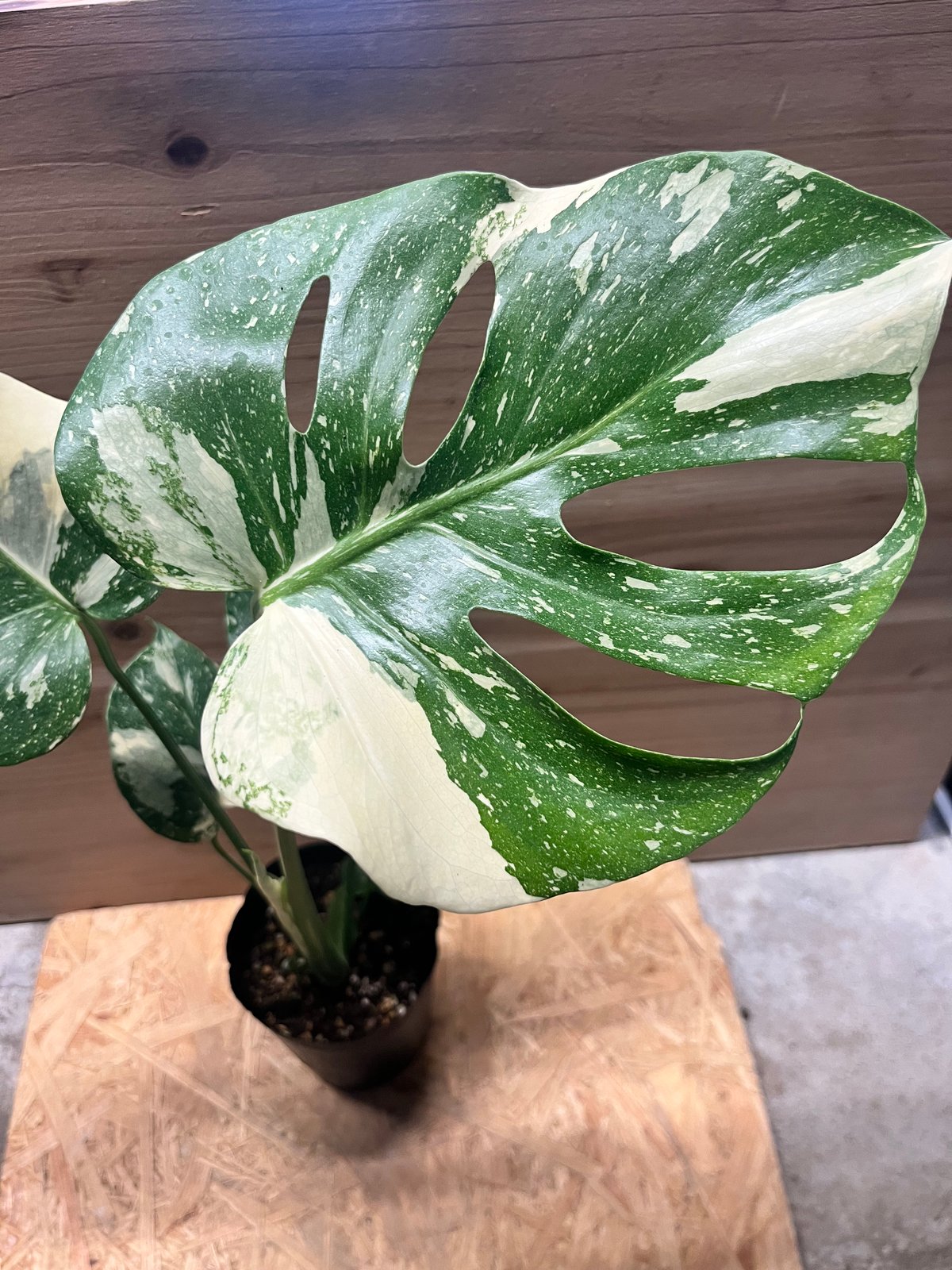 モンステラ デリシオーサ タイコンステレーション | GREEN LUCK