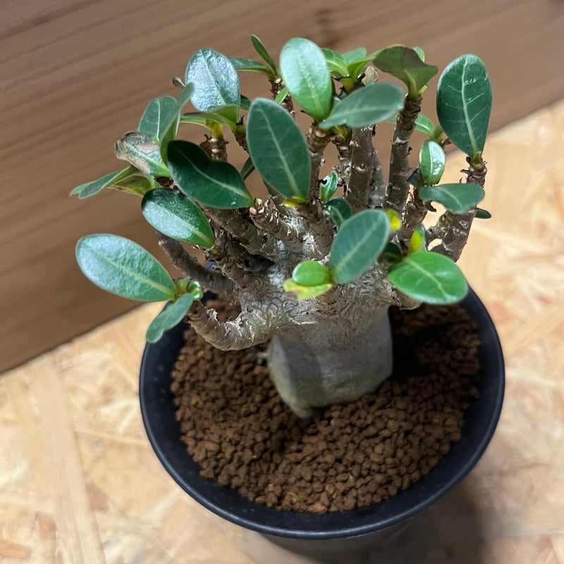 アデニウム ハイブリッド モンスタードワーフ | GREEN LUCK