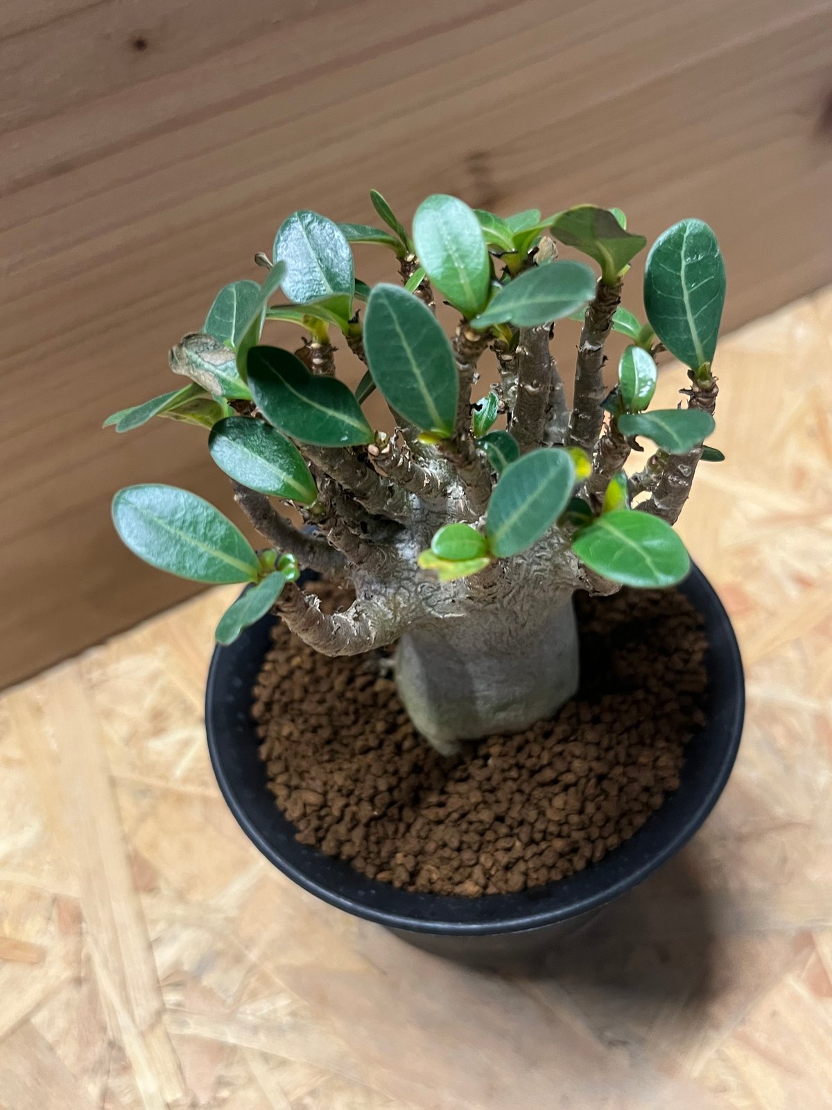 アデニウム ハイブリッド モンスタードワーフ | GREEN LUCK