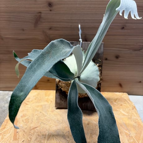 ビカクシダベイチー | STORES