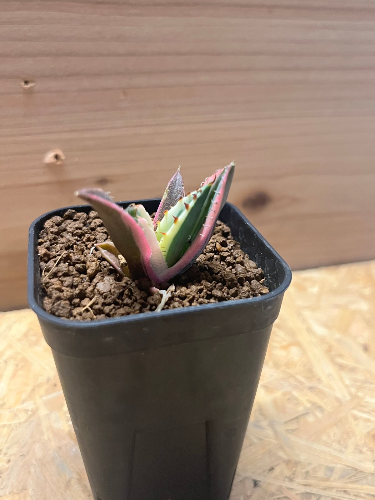 アガベ チタノタ スナグルトゥース (鉢ごと発送) 大株出品⭕️ 斑入　多肉植物 園芸ネット本店｜アガベ：チタノタ スナグルトゥース 2.5号鉢植え の