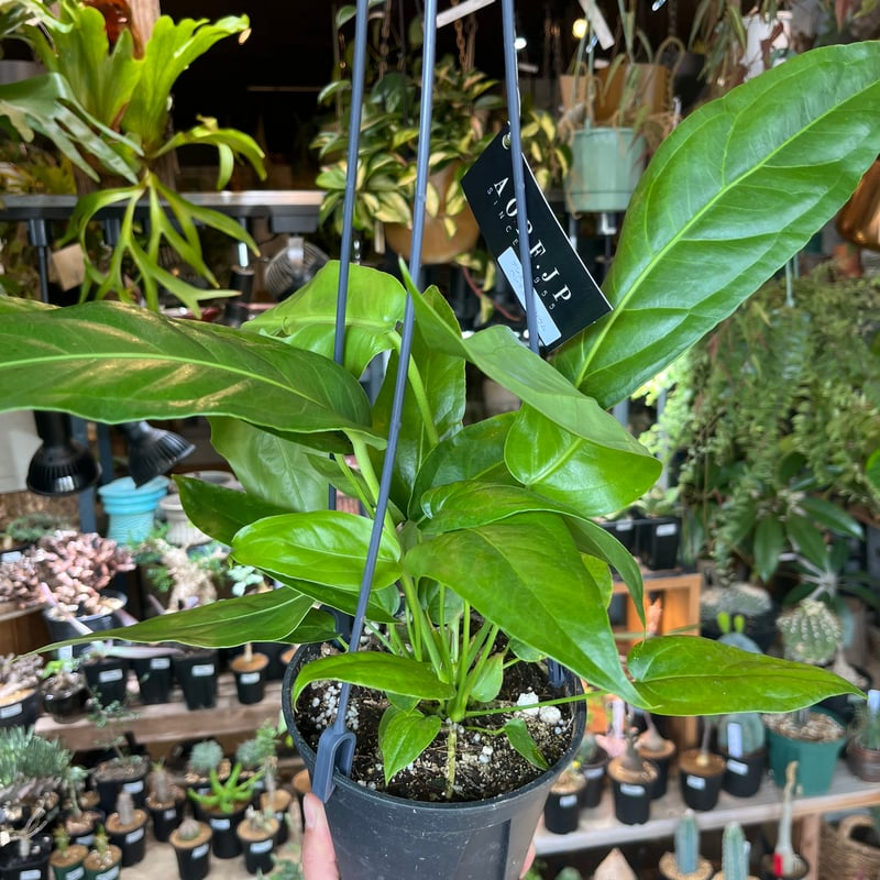 【セール】アンスリウム　ペンデュリフォリウム　No.001　鉢、送料込メルカリ便 アンスリウムペンデュリフォリウムAnthurium pendulifolium