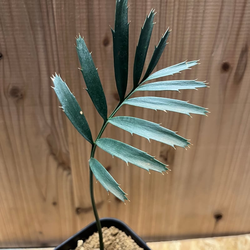 エンセファラルトス ホリダス | GREEN LUCK