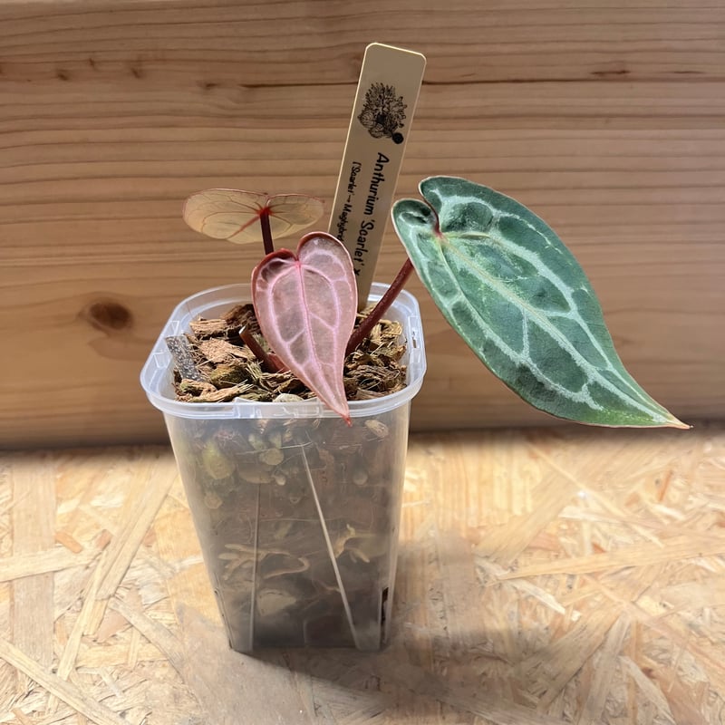 アンスリウム　スカーレット　ワビサビプランツ　タグ付き アンスリウム スカーレット ワビサビプランツ タグ付き