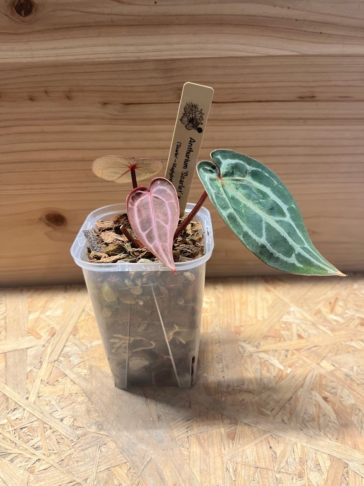 アンスリウム　スカーレット アンスリウム スカーレット | GREEN LUCK