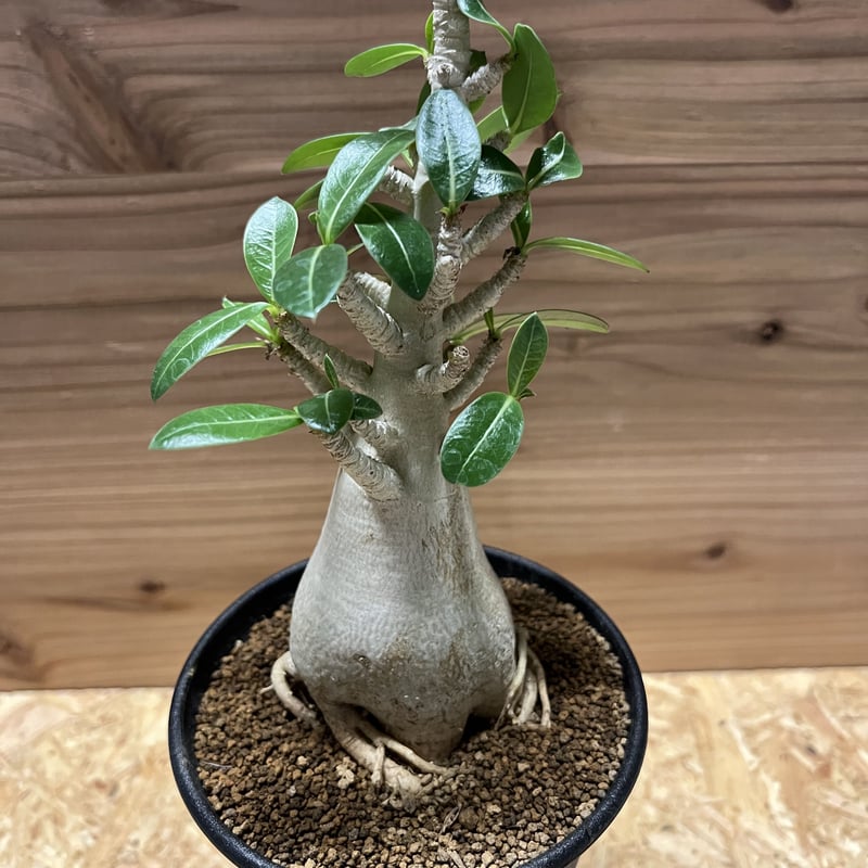 アデニウム アラビカム | GREEN LUCK