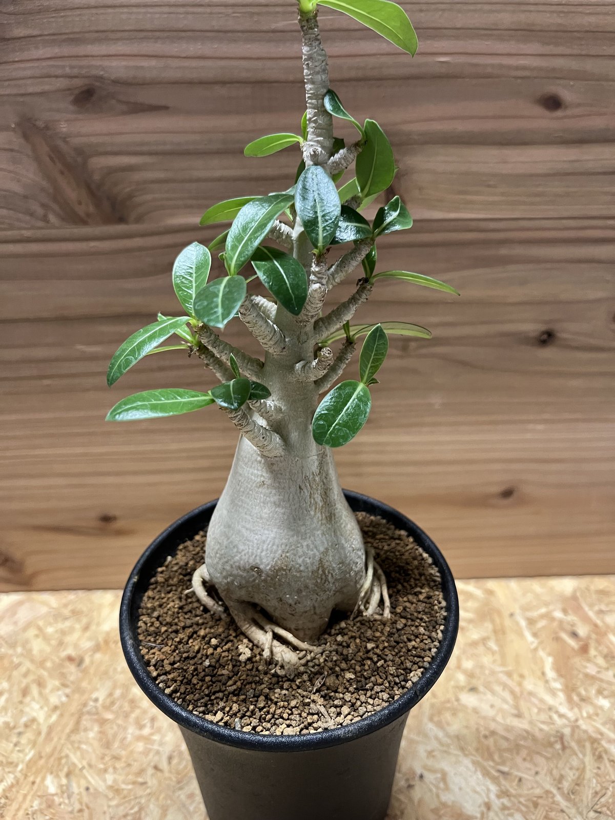 アデニウム アラビカム | GREEN LUCK