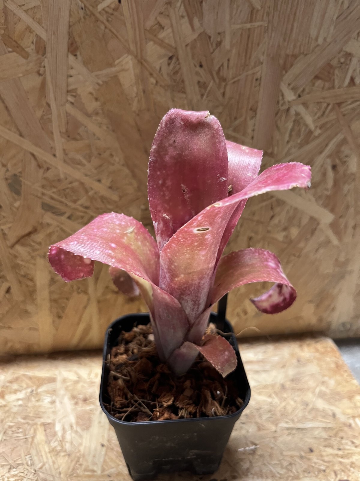 ビルベルギア　ピンクボム　コルク付け ビルベルギア ピンクボム コルク付け ビルベルギア ピンクボム