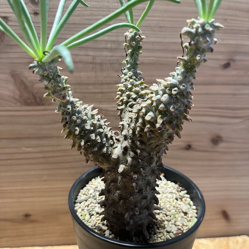 (鉢ごと)チレコドン　ワリチー チレコドン・ワリチー/Tylecodon wallichii | Hare Bare Plants