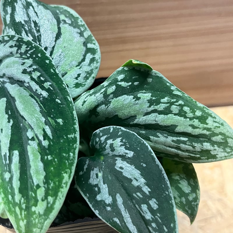 超希少】スキンダプサス アポラキ ☆今週限定！リピーター様 10%Off