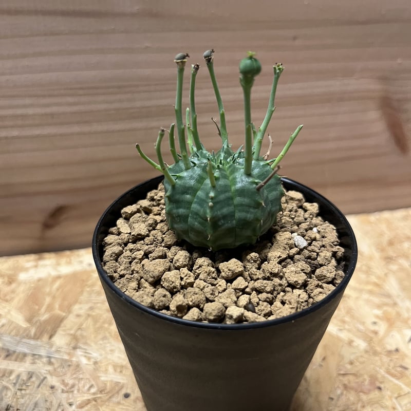 ユーフォルビア バリダ 雌 | GREEN LUCK